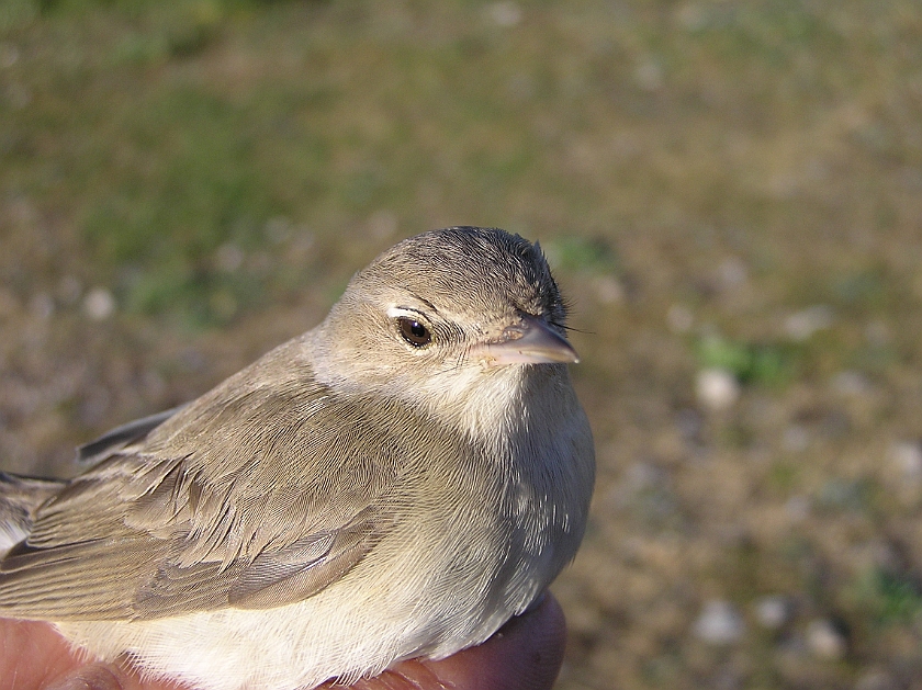 Garden Warbler, Sundre 20070608